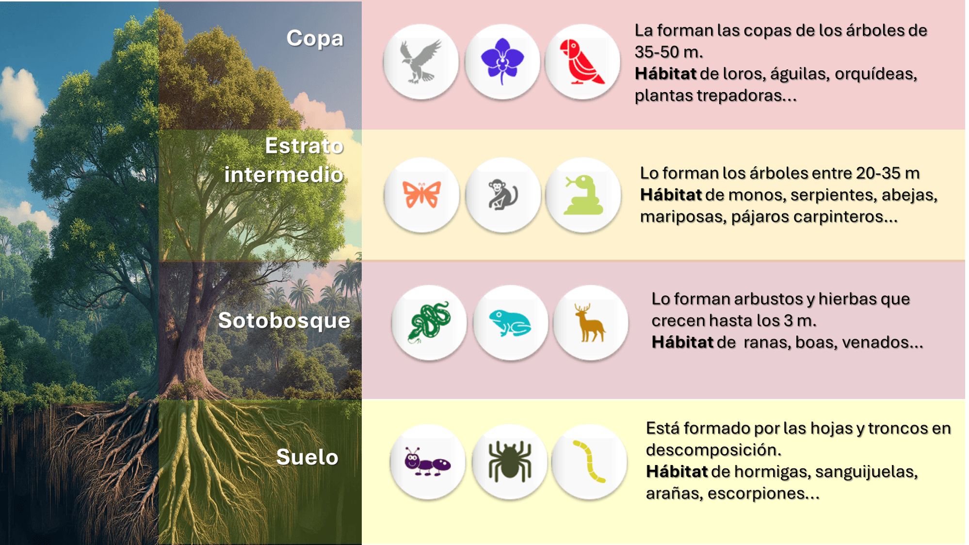 Descripción de la imagen