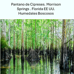 Humedal boscosos