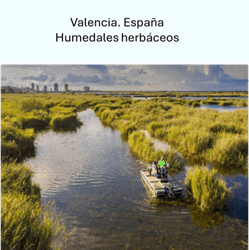 Humedal herbáceos