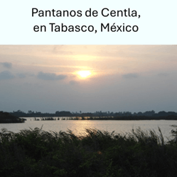Humedal permanente