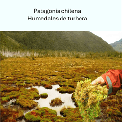 Humedal turbera