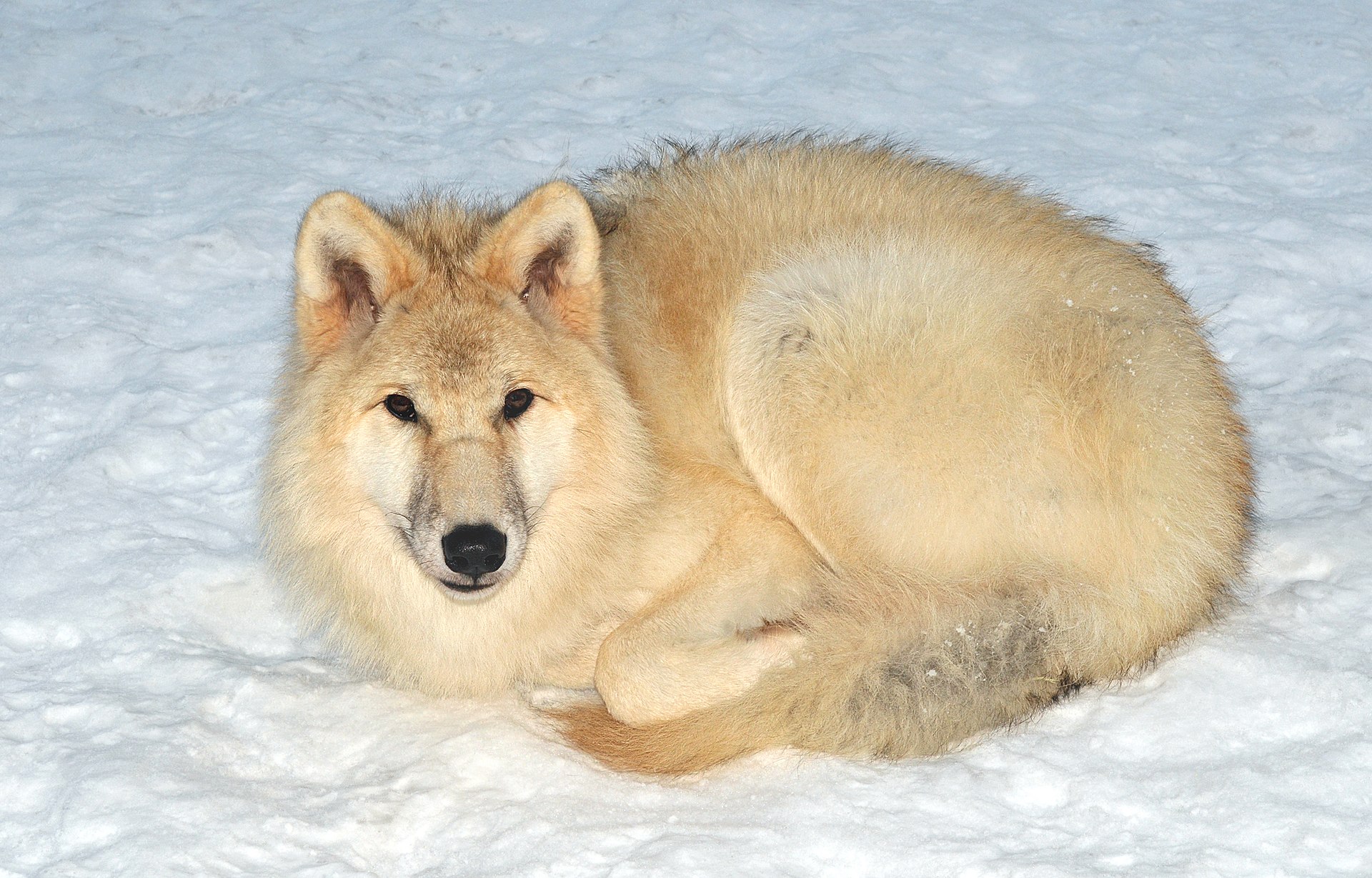El lobo ártico