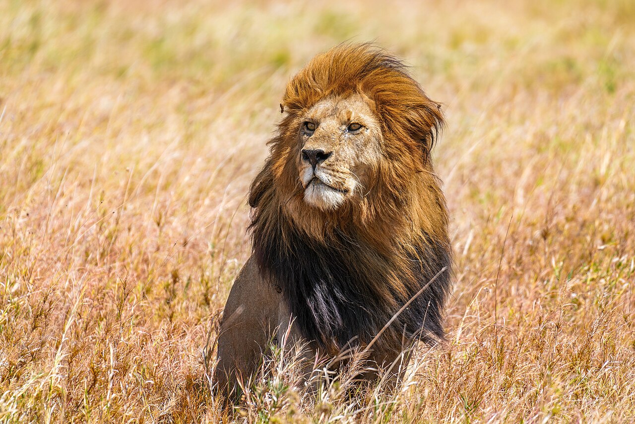 León