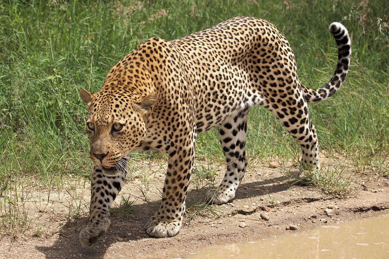 Leopardo