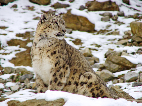 Leopardo de las nieves