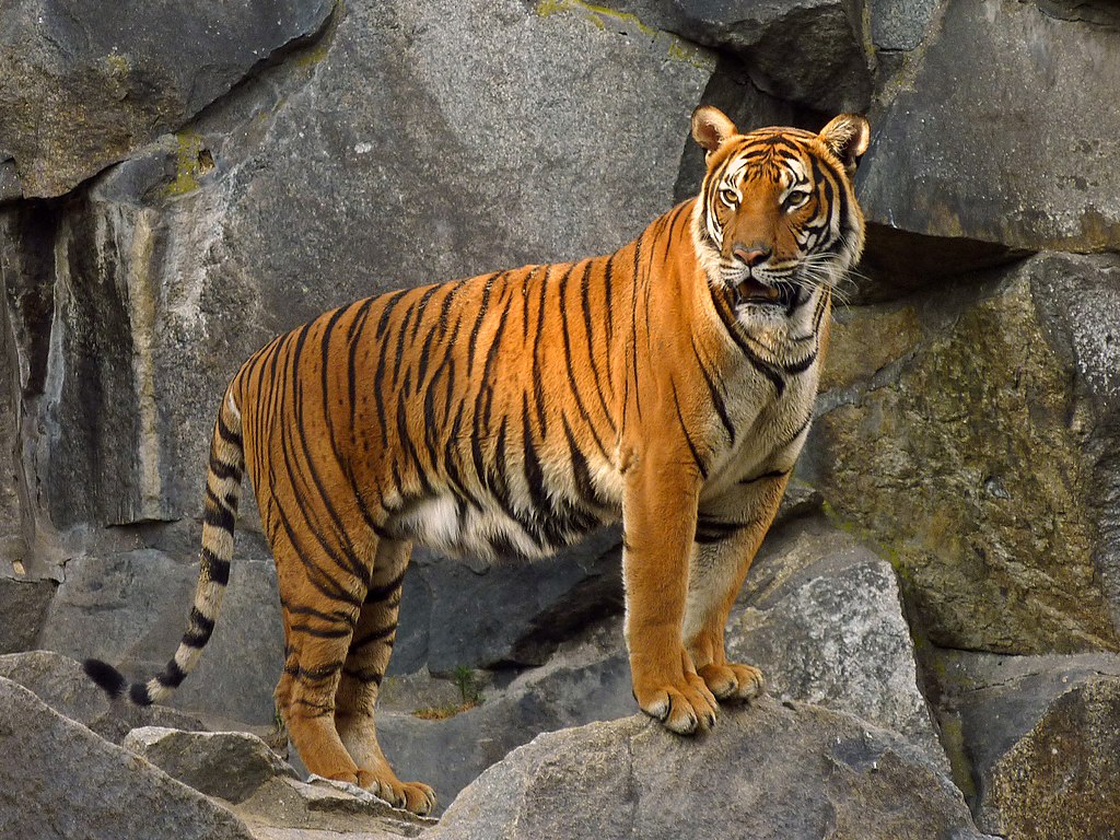 Tigre