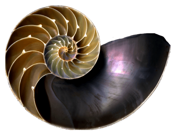 Sección de la concha del Nautilus pompilius Sección de la concha del Nautilus pompilius