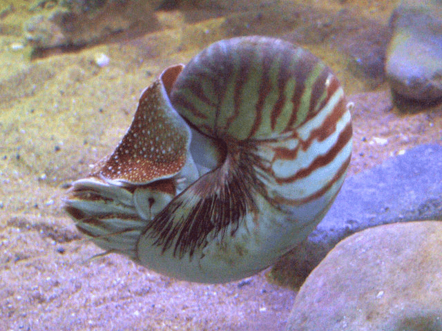 Nautilus pompilius Nautilus pompilius