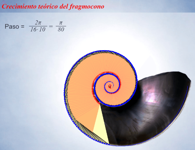 Crecimiento teórico del fragmocono